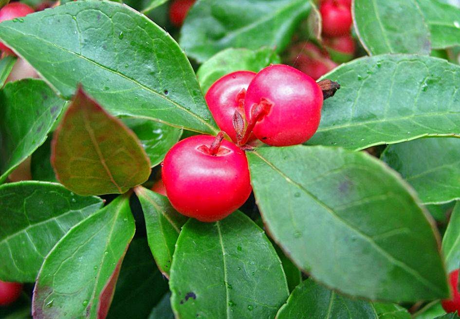 wintergreen-essential-oil-why-essential-oils